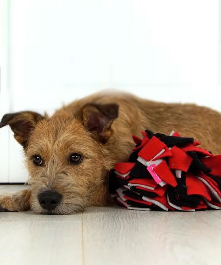 Kaboo-tapis-de-fouille-enrichissement-chien-balle-s-rouge