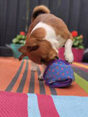       Kong-ballistic-jouet-fouille-distributeur-friandises-pour-chien-chiot-hide-_n-treat