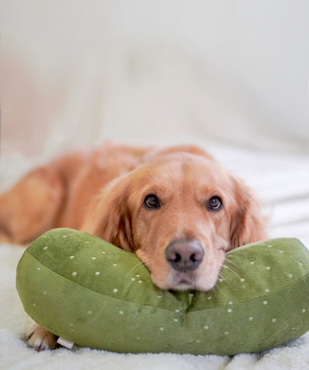 Lambwolf-Collective-jouet-design-minimalist-pour-chien-cornichon-geant