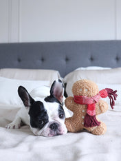 Lambwolf-Collective-peluche-chien-interactive-design-pain-epice