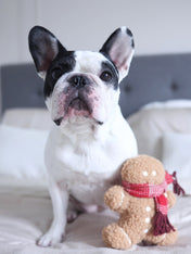 Lambwolf-Collective-peluche-chien-interactive-design-pain-epice