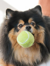 Lambwolf-Collective-peluche-chien-interactive-design-tennis