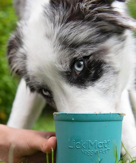        Lickimat-tapis-lechage-occupation-chien-Yoggie-Pot-bleu