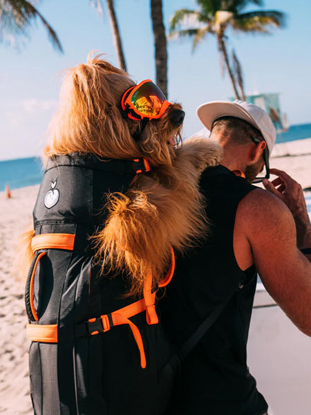 Little-Chonk-Sac-de-transport-pour-grand-chien-brodie-one