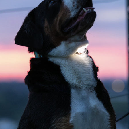 Max-Molly-lumiere-securite-visibilite-pour-chien
