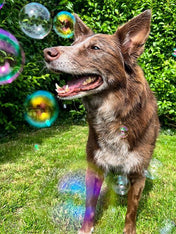 Meaty-bubble-bulle-pour-chien-anniversaire