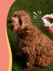 Natural-dog-company-soin-naturel-pour-chien-spray-lotion-anti-demangeaison