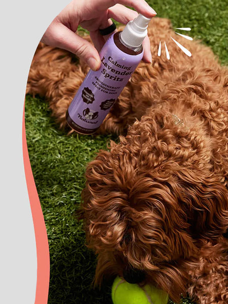 Natural-dog-company-soin-naturel-pour-chien-spray-lotion-calmant-lavende