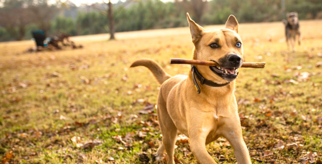 Nerf de boeuf pour chien pour chien