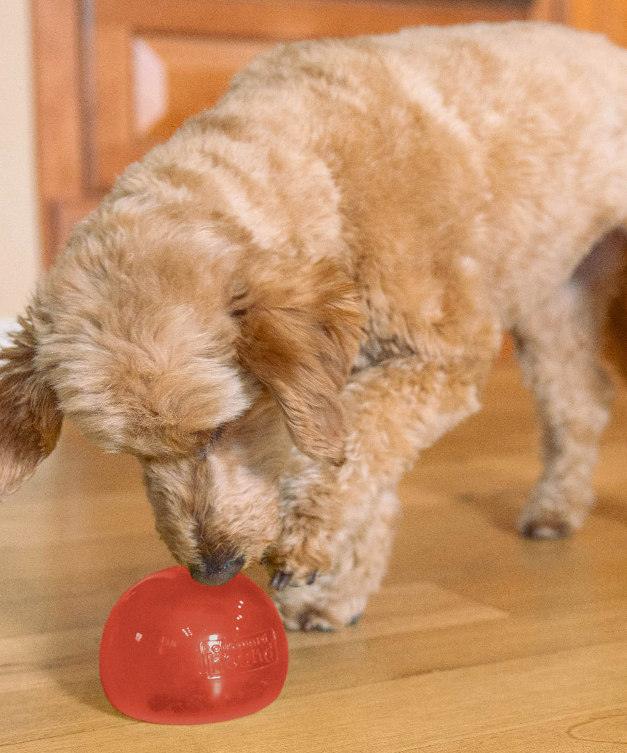 Outward-Hound-jouet-enrichissement-occupation-pour-chien-snoop-rouge