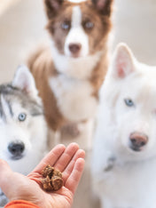     PAUL-PAULINA-friandises-recompenses-naturelles-chien-poisson-saumon