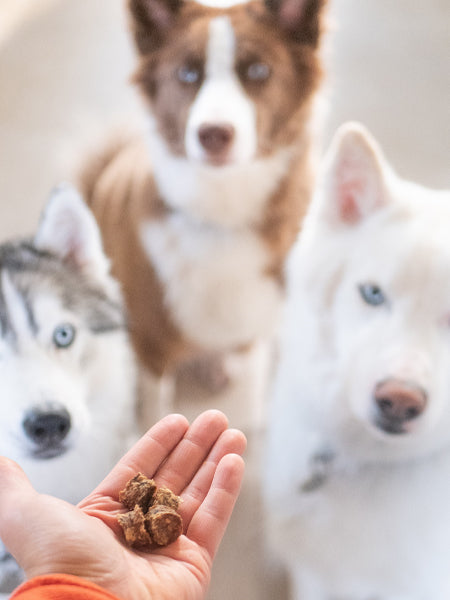     PAUL-PAULINA-friandises-recompenses-naturelles-chien-poisson-saumon