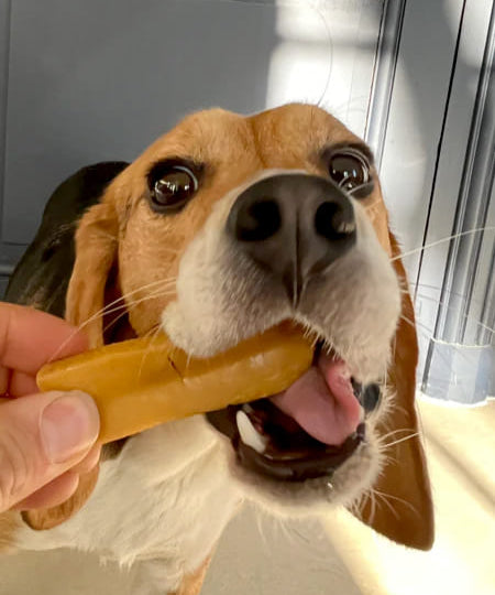 Friandises mastication pour chien barre au fromage de yak