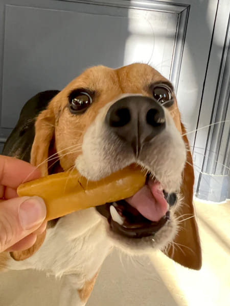 Friandises mastication pour chien barre au fromage de yak