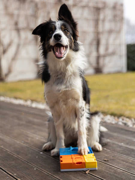 Pawzler-jeu-de-fouille-puzzle-pour-chien-kit-rainbow