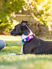 Pet-play-collier-pour-chien-spike