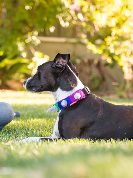 Pet-play-collier-pour-chien-spike