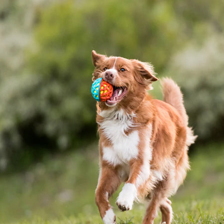        Pet-play-jouet-balle-chien-astro-ball-phare