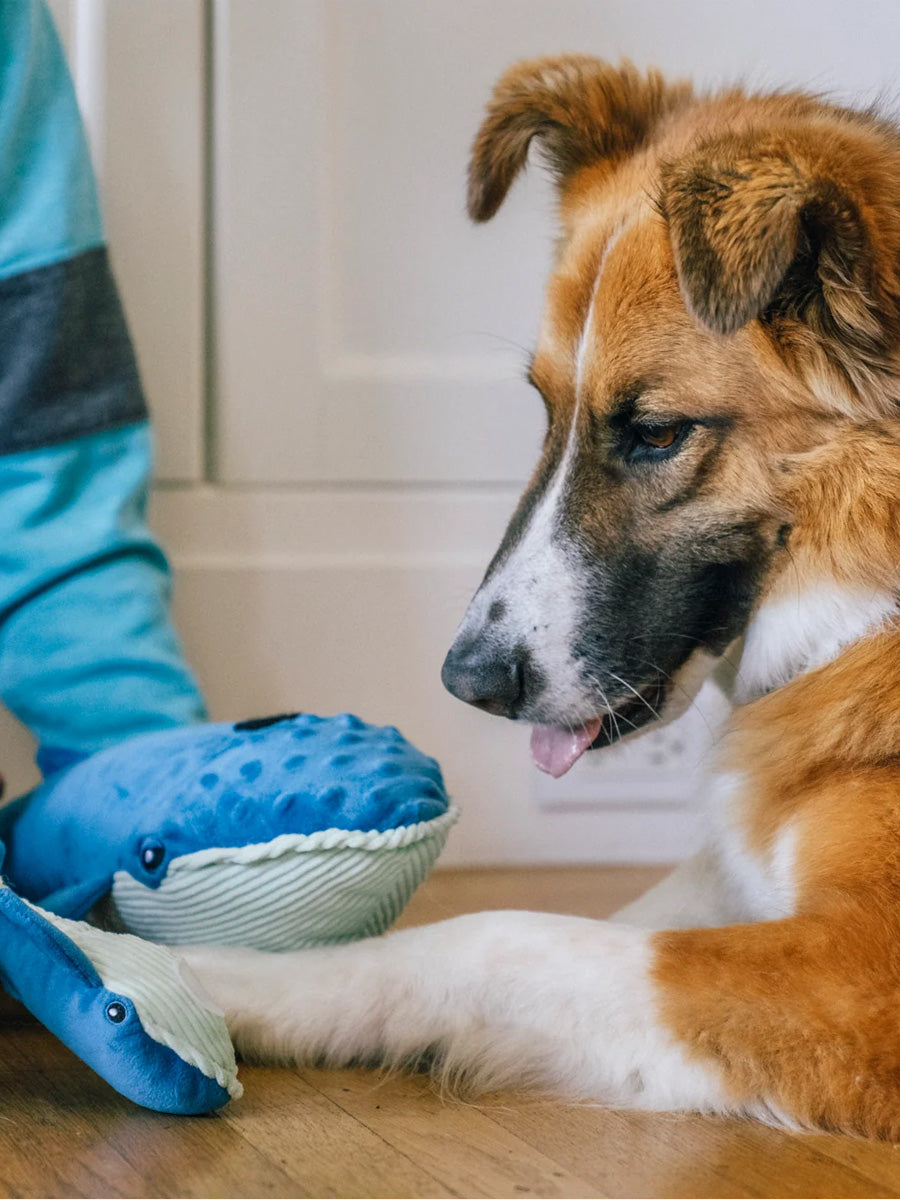 Pet-play-jouet-peluche-chien-Ocean-Buddies-baleine