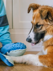 Pet-play-jouet-peluche-chien-Ocean-Buddies-baleine