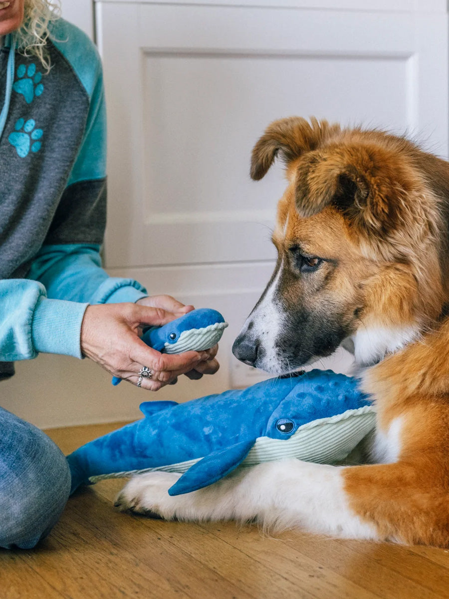 Pet-play-jouet-peluche-chien-Ocean-Buddies-baleine