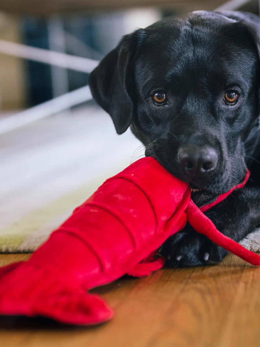 Pet-play-jouet-peluche-chien-Ocean-Buddies-homard