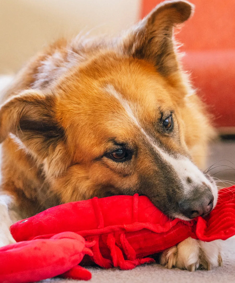 Pet-play-jouet-peluche-chien-Ocean-Buddies-homard