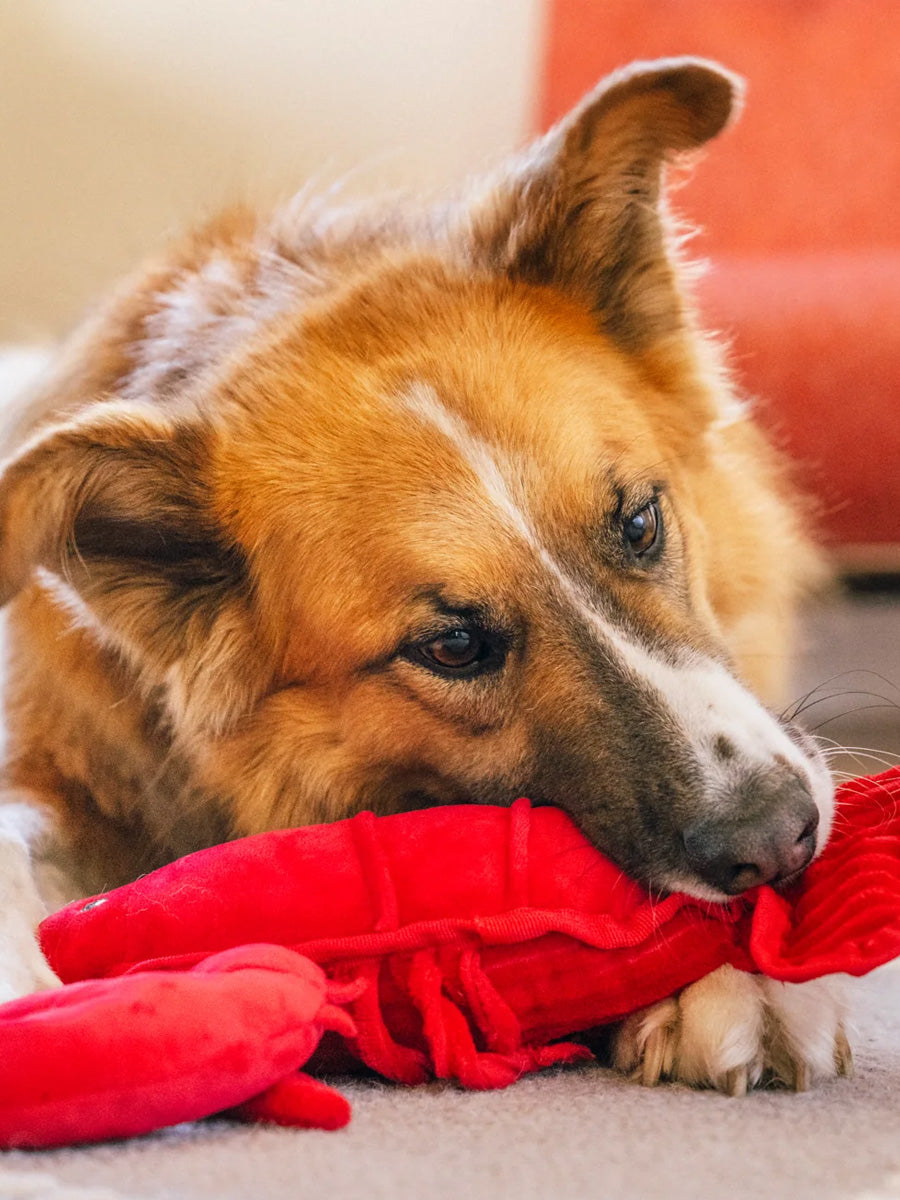 Pet-play-jouet-peluche-chien-Ocean-Buddies-homard