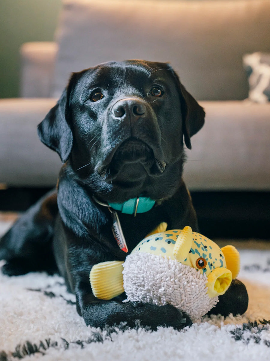 Pet-play-jouet-peluche-chien-Ocean-Buddies-poisson-globe