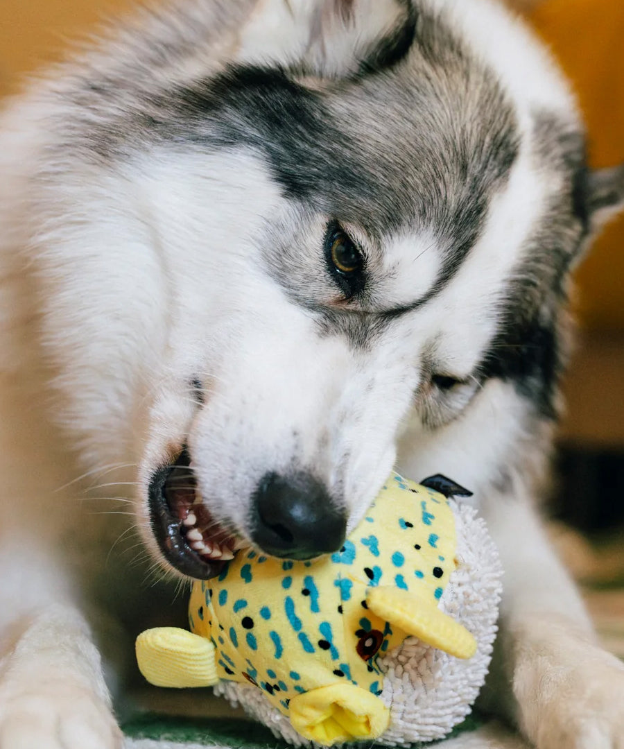 Pet-play-jouet-peluche-chien-Ocean-Buddies-poisson-globe