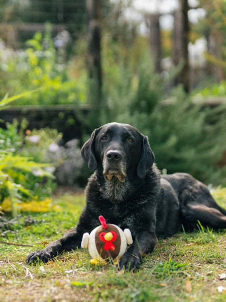 Pet-play-jouet-peluche-chien-balle-a-picot-Barnyard-Buddies-dinde