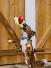 Pet-play-jouet-peluche-chien-balle-a-picot-Barnyard-Buddies-dinde