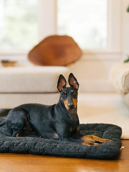 Pet-play-tapis-couchage-pour-chien-Chill-Pad-Canyon-Series-noir