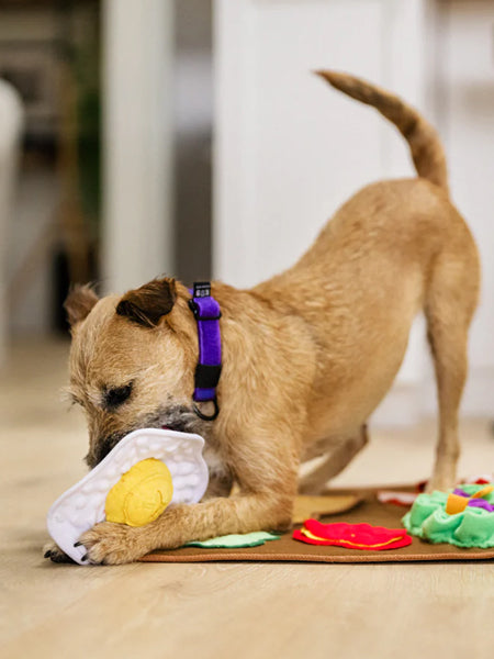 Pet-play-tapis-de-fouille-pour-chien-brunch