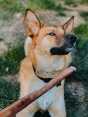       Pets-best-friandises-a-macher-pour-chien-bully-stick-40cm