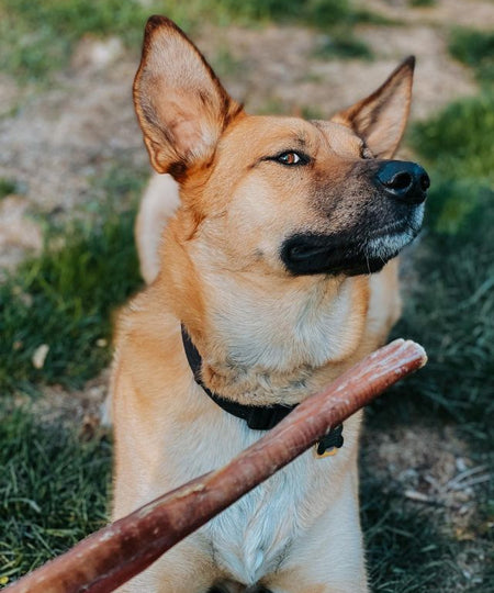       Pets-best-friandises-a-macher-pour-chien-bully-stick-40cm