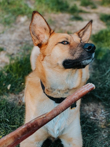       Pets-best-friandises-a-macher-pour-chien-bully-stick-40cm