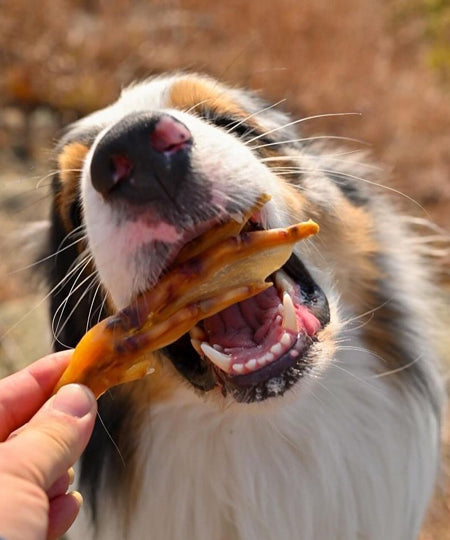 Pets-best-friandises-pour-chien-premium-pattes-de-canard