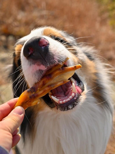 Pets-best-friandises-pour-chien-premium-pattes-de-canard