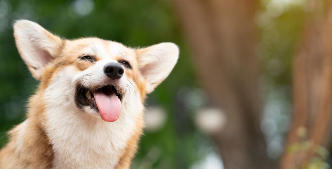 Pomotion pour chien et chat soldes inooko code promo photo (1)