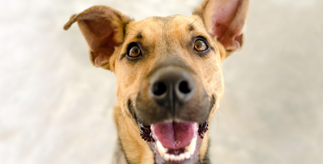 Pomotion pour chien et chat soldes inooko code promo photo (1)