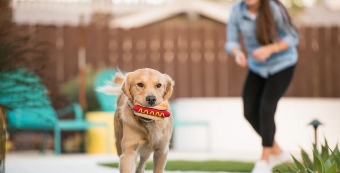 Pomotion pour chien et chat soldes inooko code promo photo (1)
