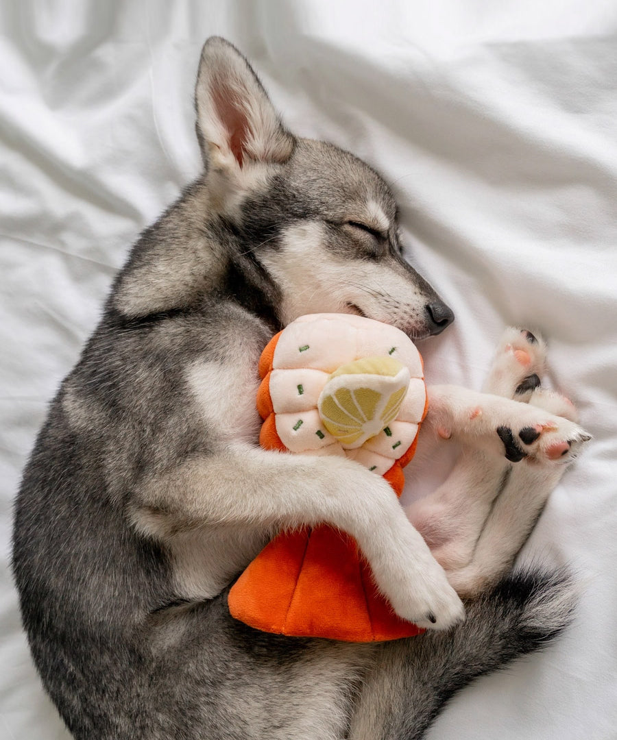 Pups-Bubs-peluche-fouille-pour-chien-2025-homard