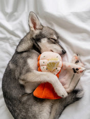 Pups-Bubs-peluche-fouille-pour-chien-2025-homard