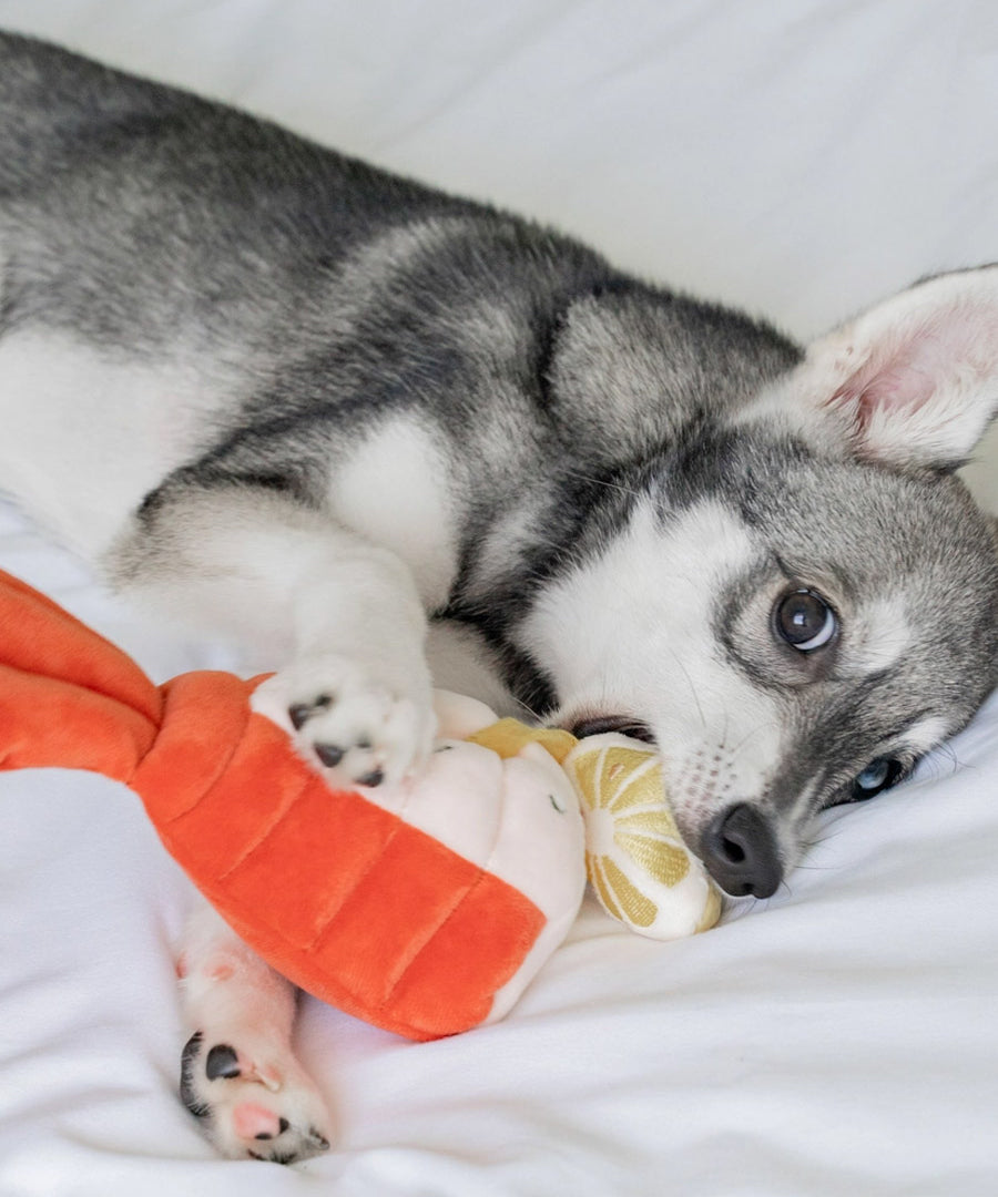 Pups-Bubs-peluche-fouille-pour-chien-2025-homard