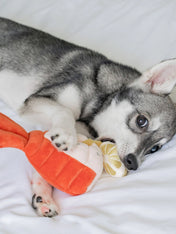 Pups-Bubs-peluche-fouille-pour-chien-2025-homard