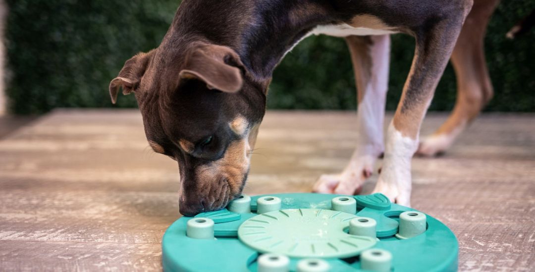 Puzzle pour chien