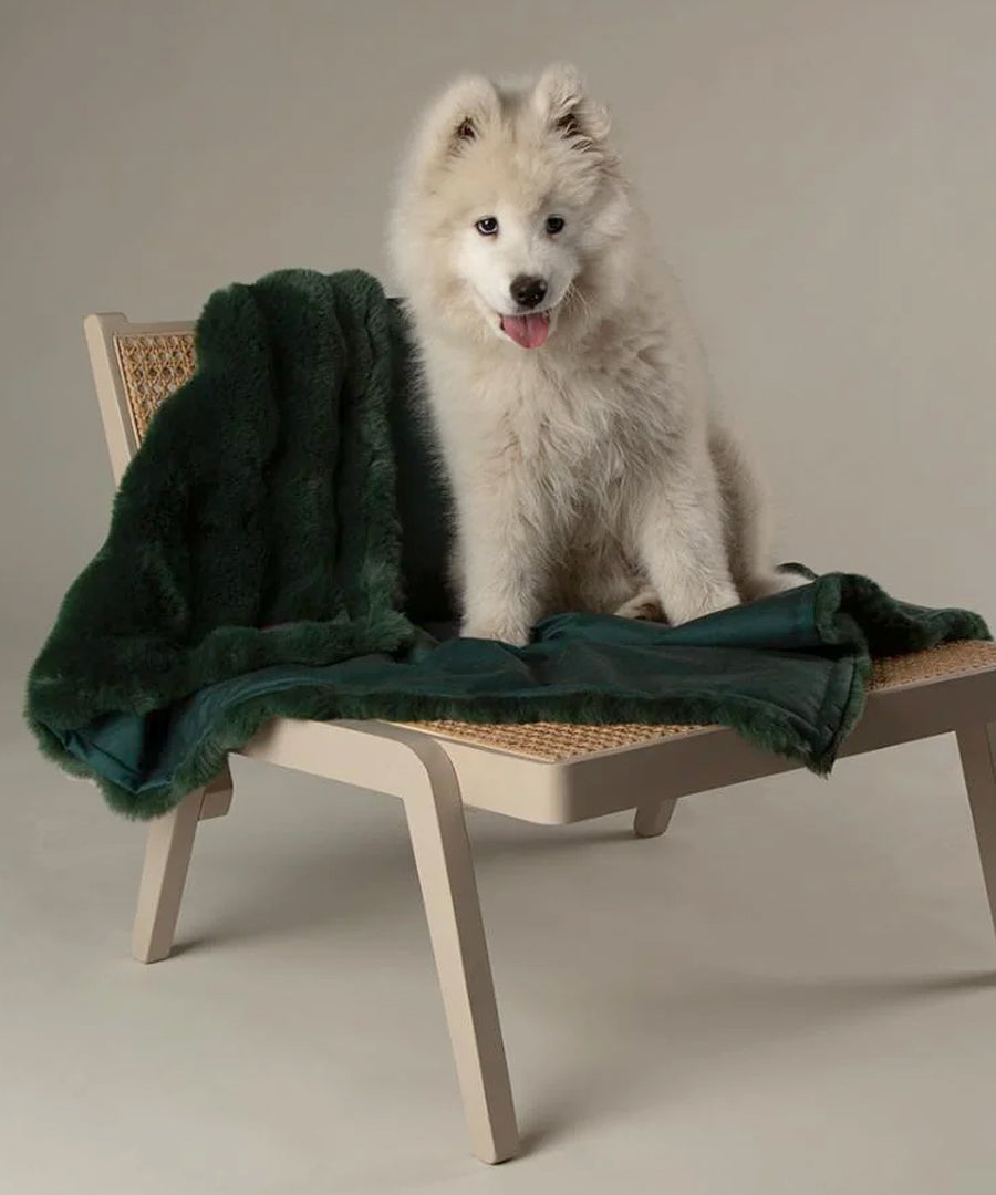 Scruffs-plaid-pour-chien-fetes-de-noel