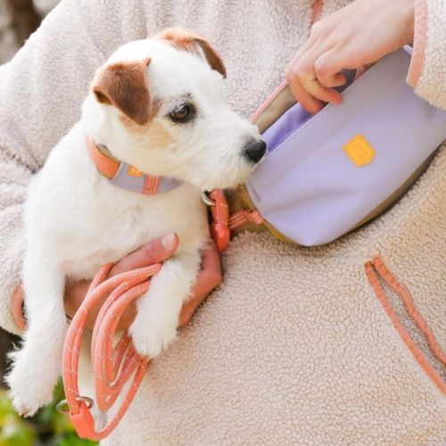Sélection de pochettes et sacoches à friandises pour chien inooko