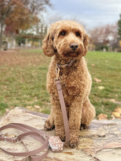 Shop-sunnytails-collier-waterproof-pour-chien-marron